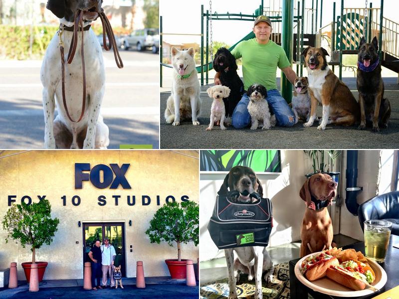 Dog Guru - Dog & Puppy Training and Boarding