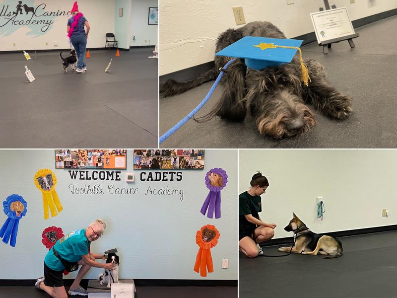 Foothills Canine Academy Brenda Dreyer