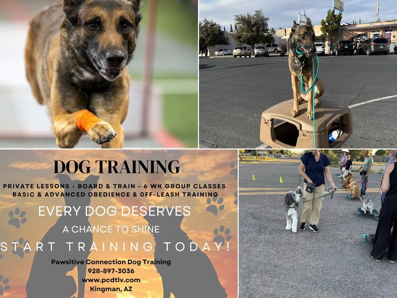 Pawsitive Connection Dog Training