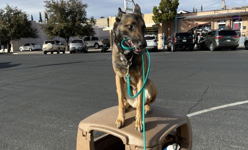 Pawsitive Connection Dog Training