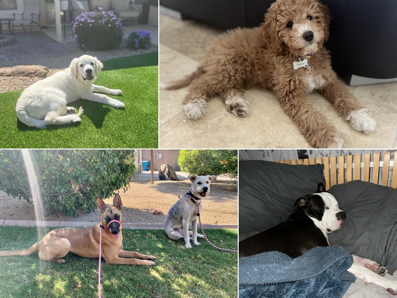 Cathy's Canines Dog Training