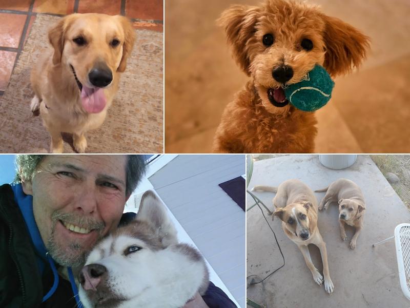 Balanced Pooches In Home Dog Training