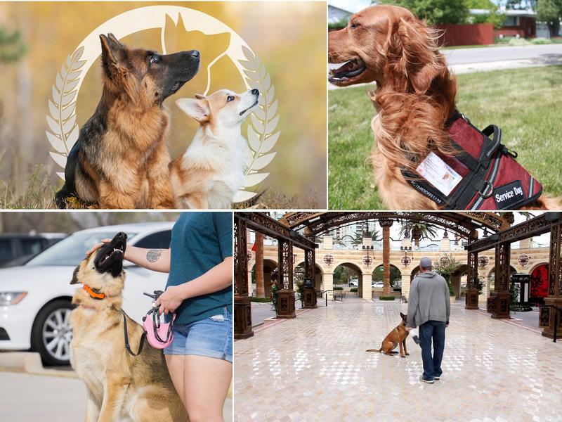 Dog Training Elite Scottsdale