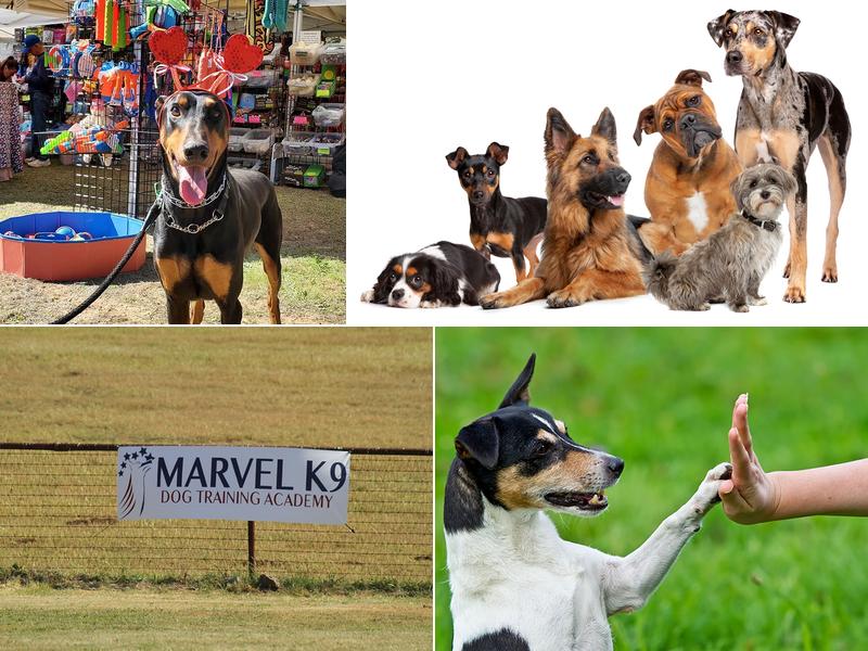 Marvel K9 | Dog Training Academy