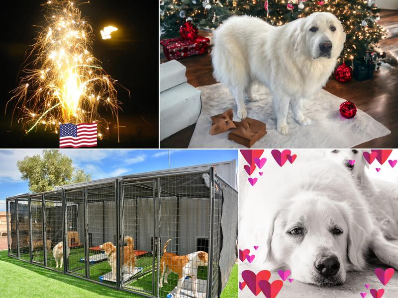 Reilly's B&B for Dogs