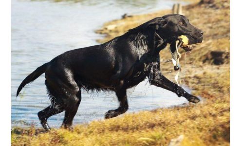 DBR's Obedience & Boarding