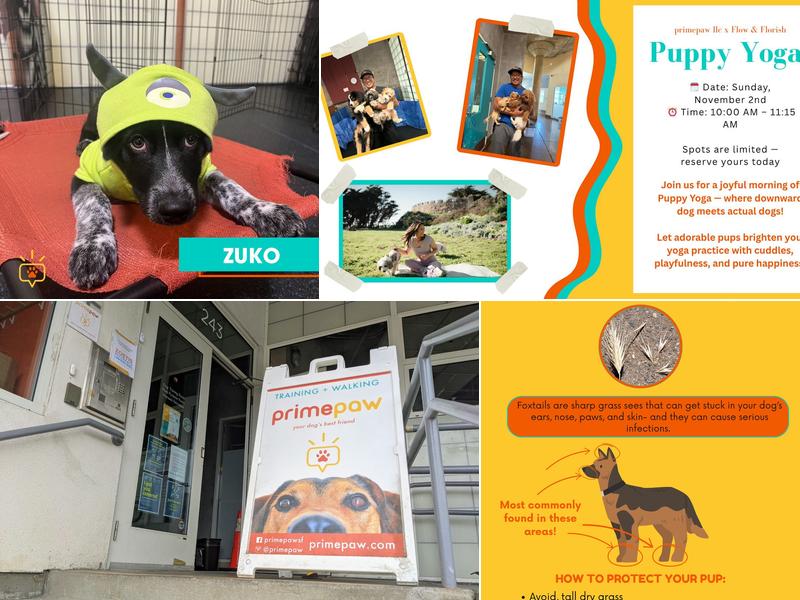 Primepaw -SF's Best Puppy School!