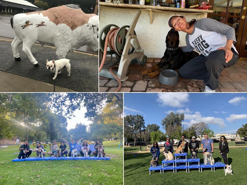 Good Dog K9 Training and Services® , LLC