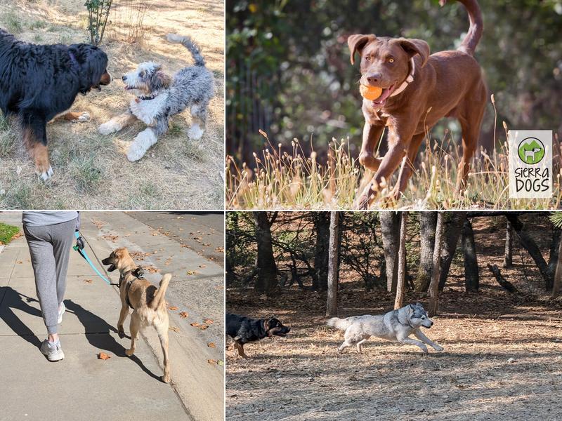 Sierra Dogs Boarding & Training