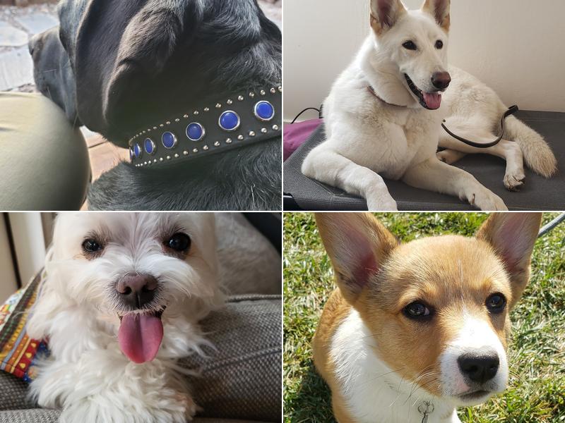 The Dog Squad Dog Training