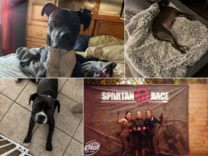 Calabasas Dog Trainer