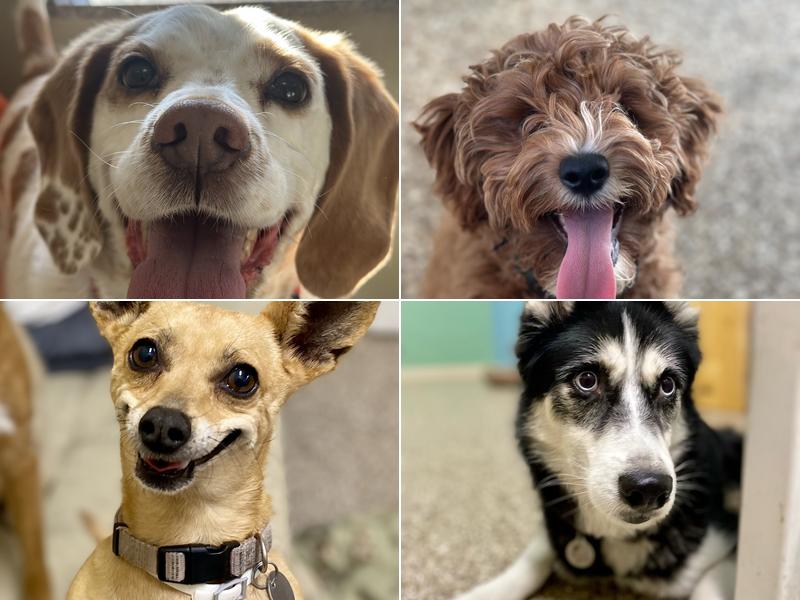 Paws Stay and Play Dog Boarding & Daycare