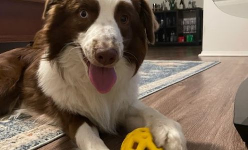 TaylerMade Training and Pet Supplies