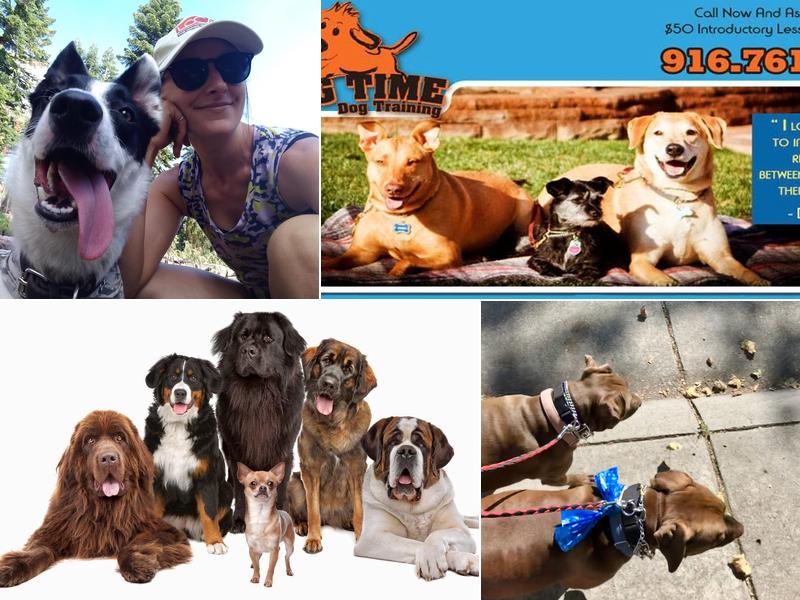 Wag Time Dog Training - Don Kirkish