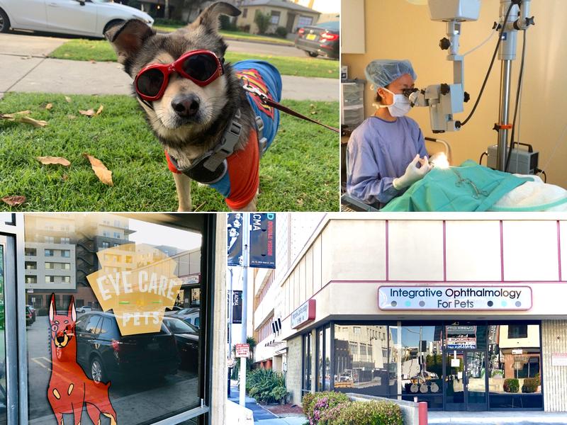 Integrative Ophthalmology for Pets