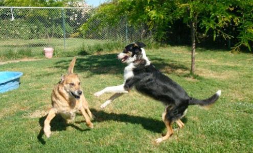 Badger Creek Kennels Wilton