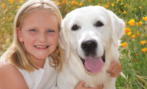 Classic Heritage Golden Retrievers Newcastle