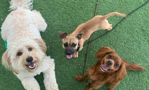 CANIS - Dog Behavior & Training (Westside)