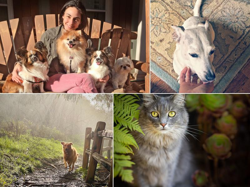 Little Wags of Aptos