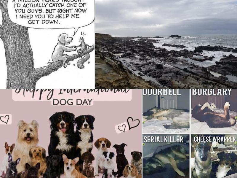 McCann's Canine Care