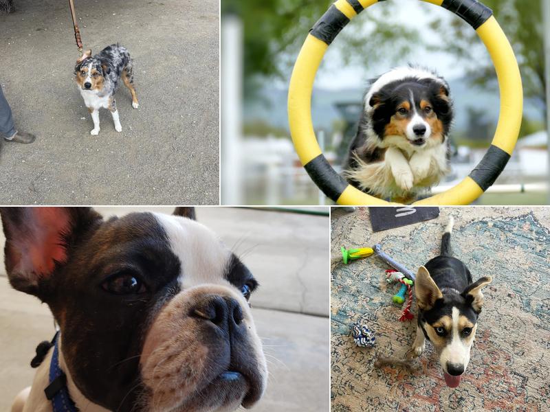 Ali's Dog Obedience Training