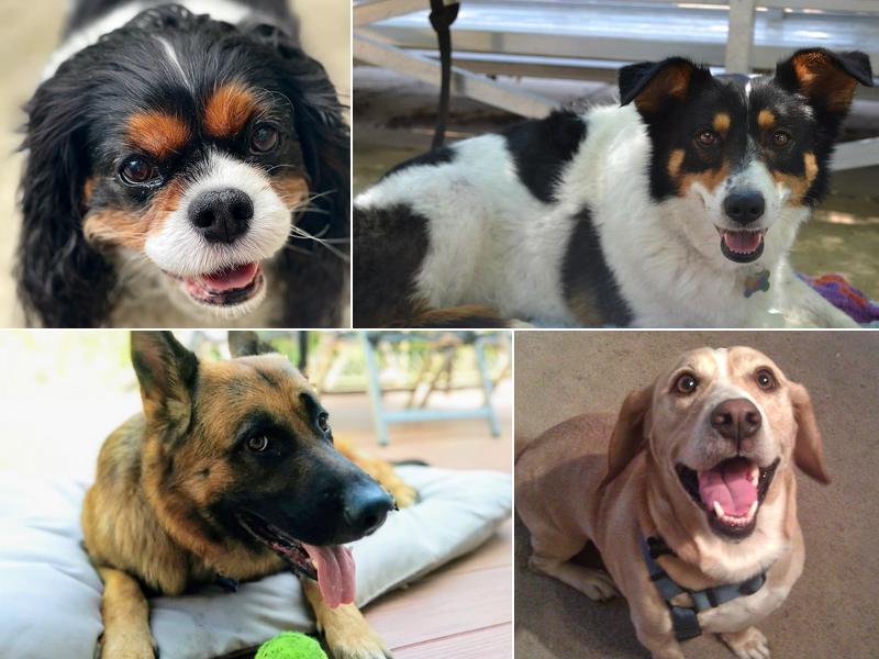 East Bay Dog Walkers