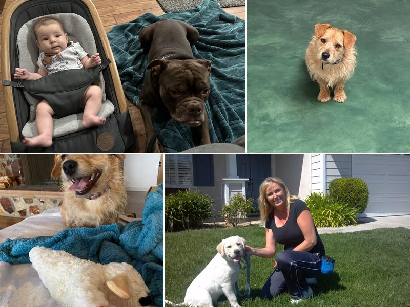 Dog Busters San Diego