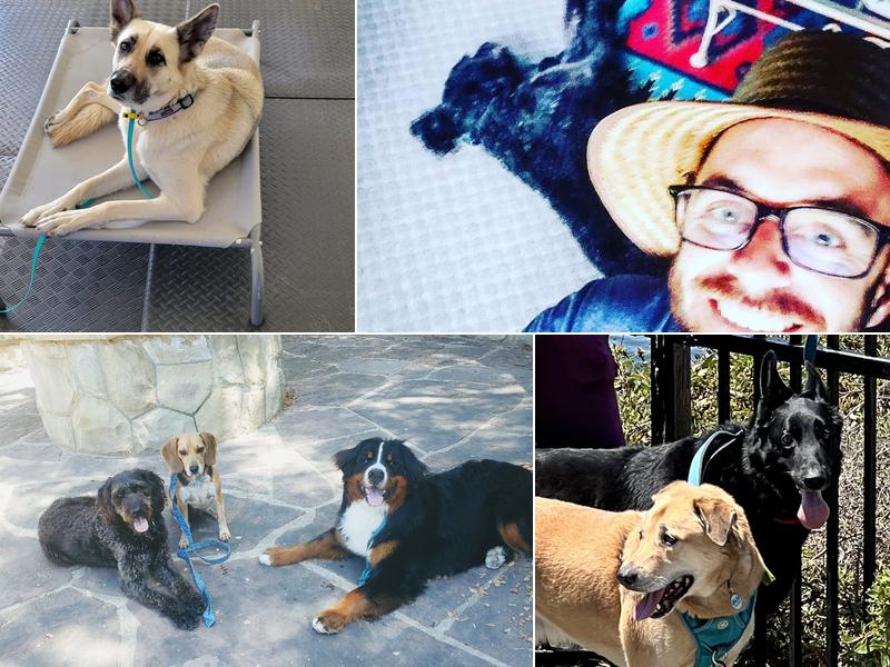 Sniff Squad Dog Training