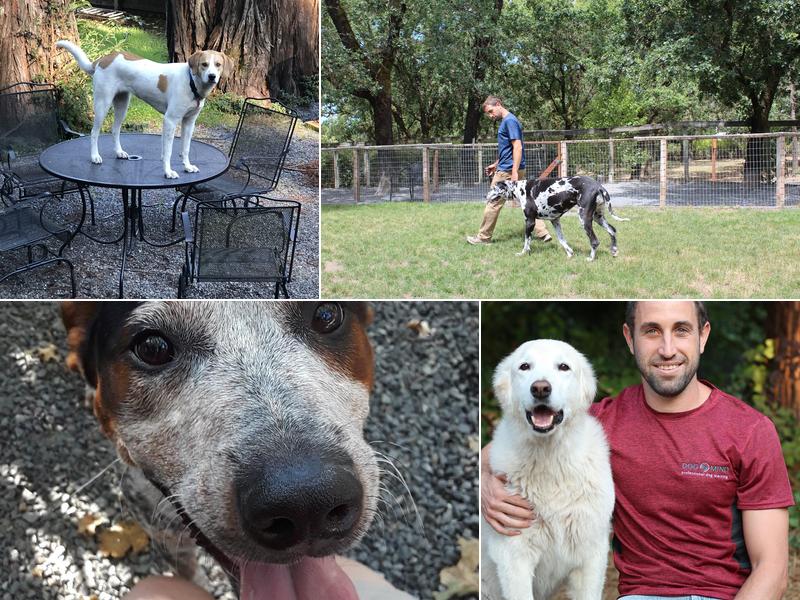 DOGMIND - Professional Dog Training