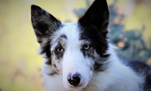 Team Reeves Ranch 7092 Cranes Nest Rd, Mariposa California 95338