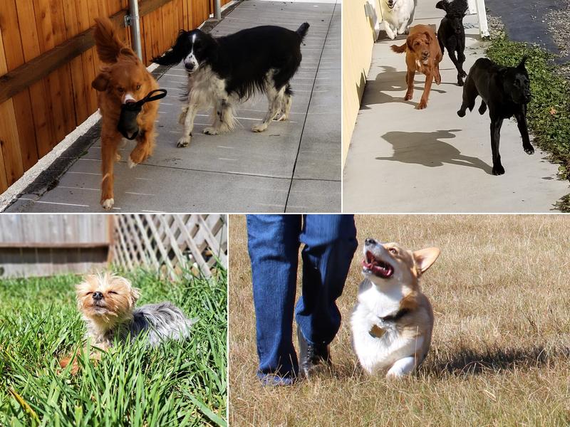 Holly's Hounds Training & More