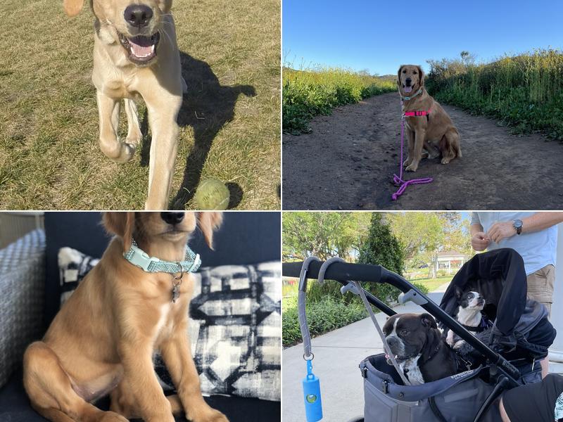 Temecula Best Friend Dog Training