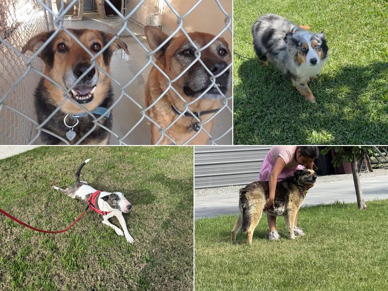 Bryan's Dog Boarding