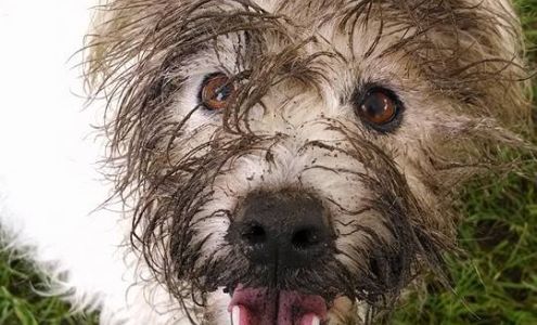 Dog Trainer - Living with Dogs, Aptos