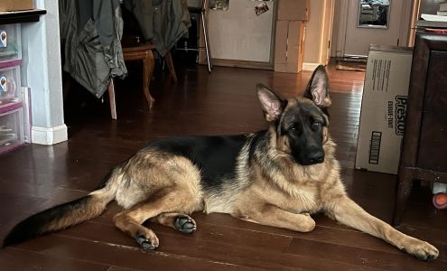 Nadelhaus German Shepherds 24385 Million Rd #9644, Corning California 96021