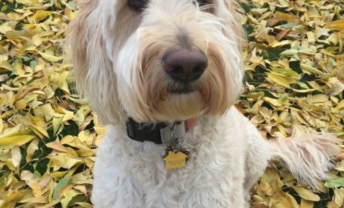 Cali Pals Doodles and Service Dogs