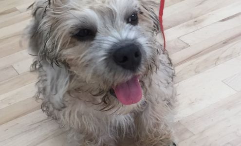 Dog Gone Fun! Training & Behavior