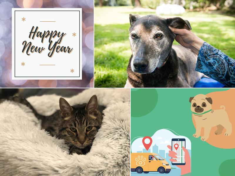 Inna Veterinary Acupuncture and Mobile Medical Services