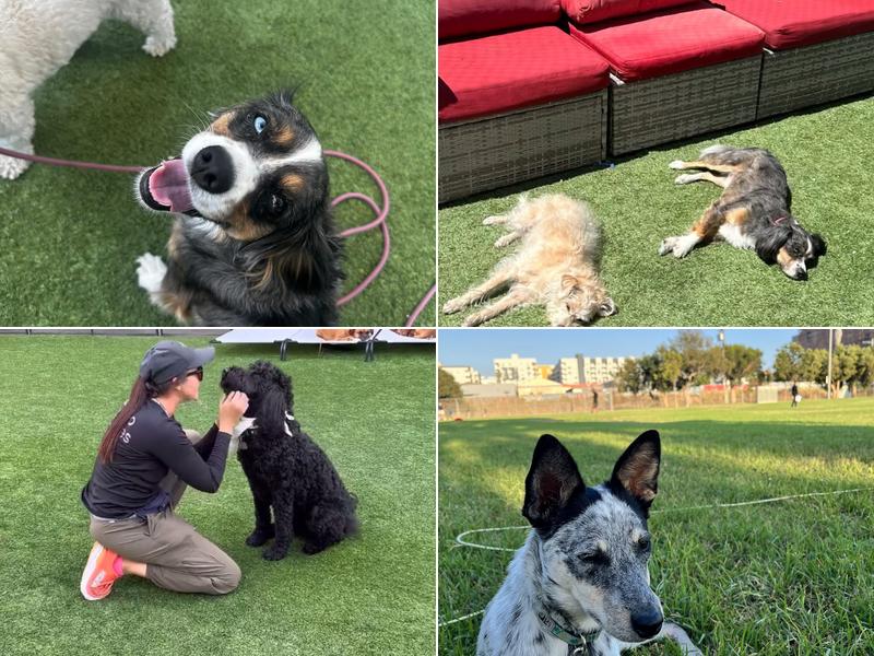 Dingo Doggies Campus