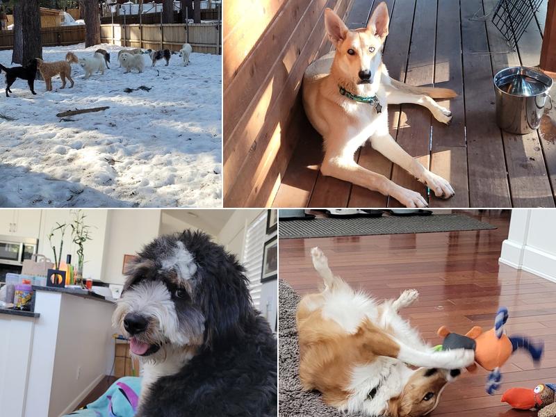 High Sierra Pet Care & K9 Learning Academy