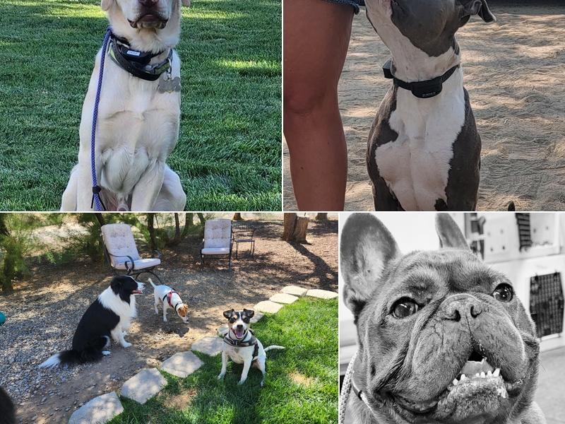 Frog Dog Canine Services