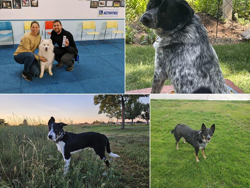 Blue Springs 'n Katydid