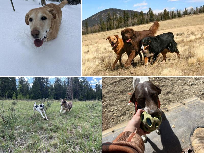 Mountain Pals Pet Sitting