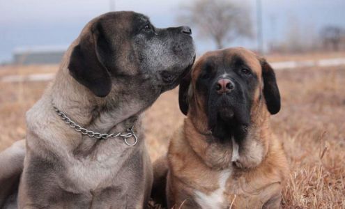 Peace Of Mind Dog Boarding