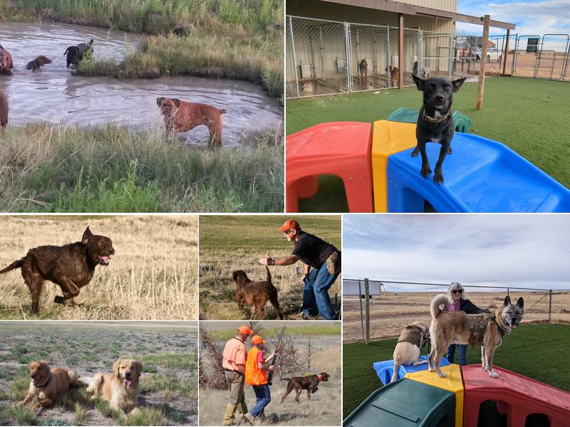 Jackson Creek Kennel