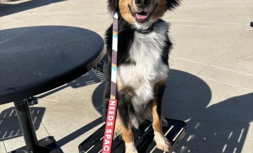 Sit Means Sit Dog Training Aurora-Parker