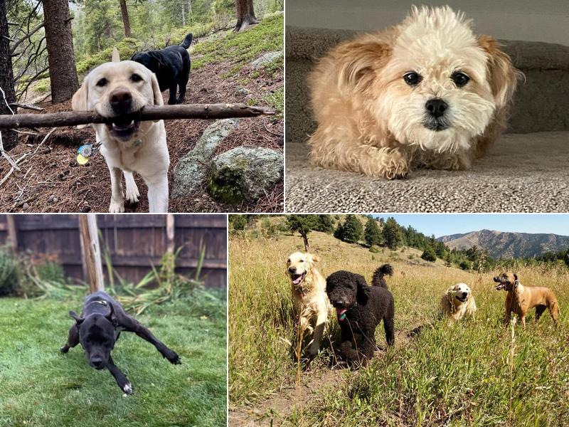 Boulder Doggie Adventures & Pet Sitting