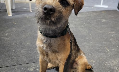 Matrix Dog - Training Center