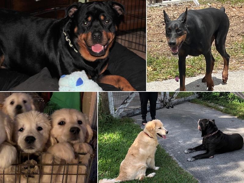 Breedmaster Dog Training