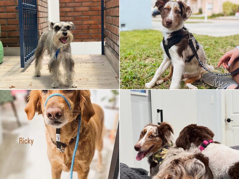 Pawz-itive Dog Training